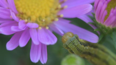 Green caterpillar of white-lined sphinx eating flower, closeup macro shot footage with selective focus