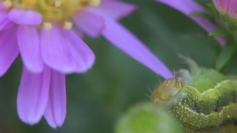 Green caterpillar of white-lined sphinx eating flower, closeup macro shot footage with selective focus
