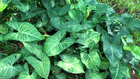 Arrowhead plant, goosefoot or American evergreen, Syngonium plants are tropical flowering plant that thrive at home 