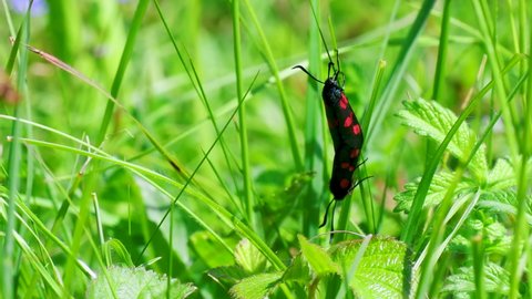 Five-spot Burnet Moths mating on a Grass Stem