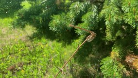 Spring bug sitting on pine tree branch
Nature environment eco video with insect
