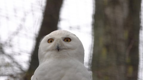 portrait of a snowy owl in springtime in the forest with birds singing