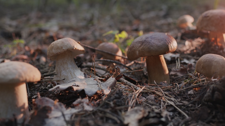Ripe porcini mushrooms (boletus or cep) in an autumn forest, shooting from below, camera movement along a large porcini mushroom.  Royalty-Free Stock Footage #1091329449