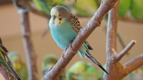 Close Up Of Pale Blue Zebra Parakeet Sitting On Wood In The Zoo.