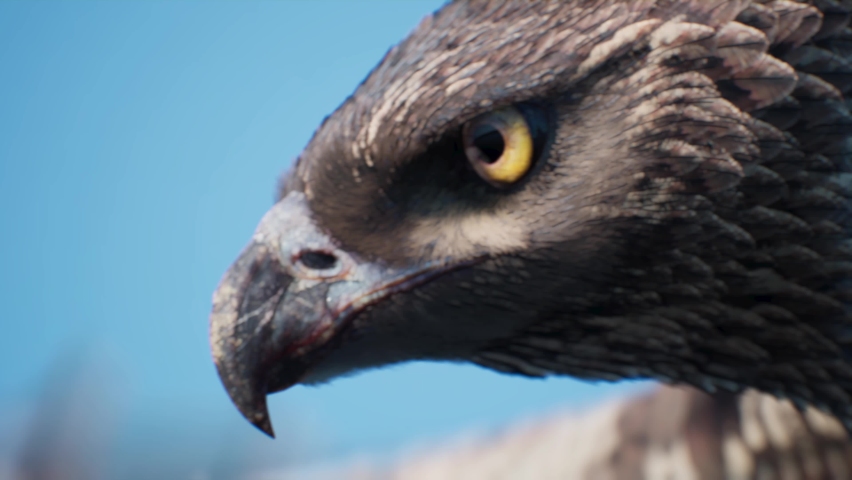 Golden Eagle Flies in the Sky in Search of a Prey Face and Eyes 3D Rendering Animation 4K Royalty-Free Stock Footage #1091331687