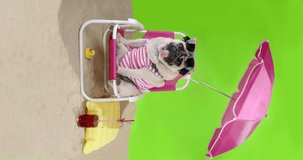 Funny, cute pug dog in a swimsuit and sunglasses on the beach under the sun umbrella, sunbathe. Funny dog summer vacation, travel concept. Pet at summer sunny beach. Green screen, vertical view