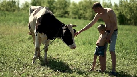 dad and son are stroking a cash cow in the meadow. The child saw the cow for the first time, the boy is afraid of the cow and hides behind his dad
