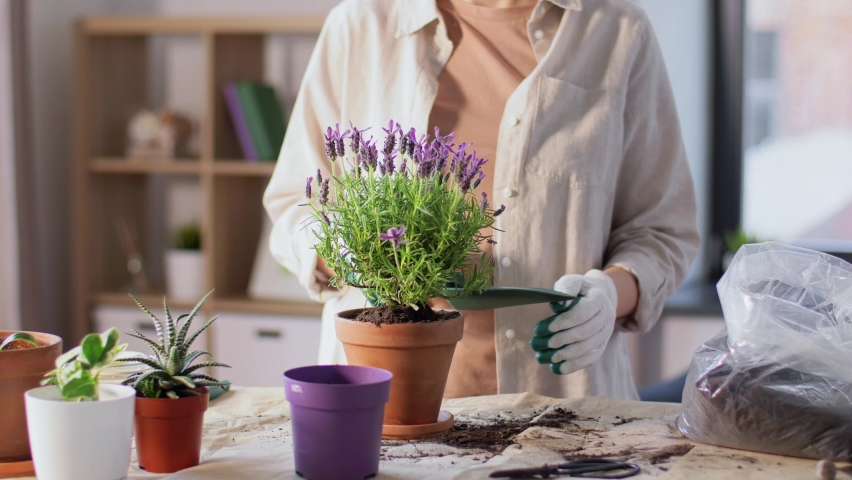 People, gardening and housework concept - woman in gloves planting pot flowers at home | Shutterstock HD Video #1091333549