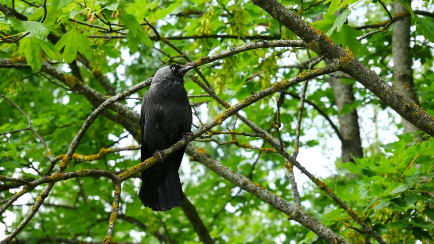 Jackdaw sits on a tree branch in the park and flies away.