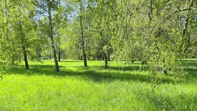 Green trees in spring forest with green leaves and green grass. 4K video clip
