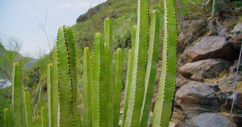 Long and tall cacti in kind. Untouched nature. Perennial plants. Euphorbia Canary. Slow vertical pan of a gigantic cactus. In the background mountains and blue sky.