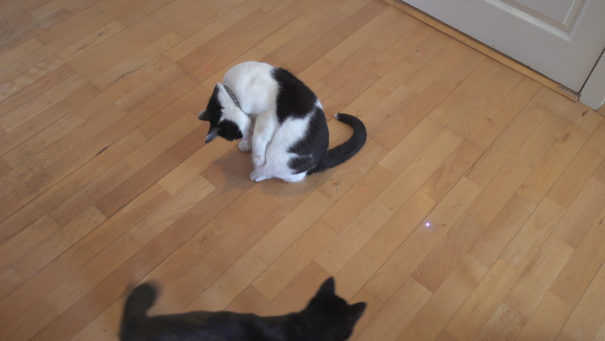 Small cat chasing laser pointer around big cat