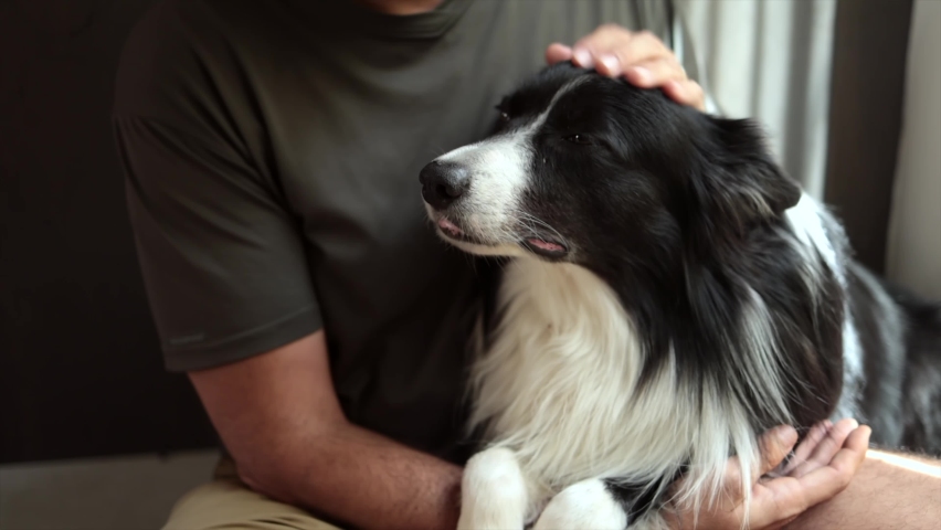 Black and white border collie hugged by white caucasian man in green shirt with direct sunlight Royalty-Free Stock Footage #1091339401