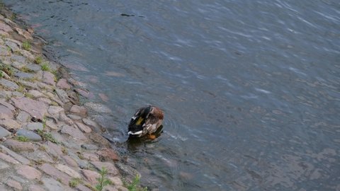 a mallard preening itself on the bank of a river