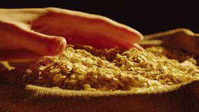 Oat grains texture close-up. Harvest season. Touching oats. Food video concept. Cooking healthy breakfast, vegetarian diet. 