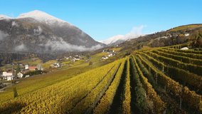 Aerial Drone Over the Vineyards in Autumn in Novacella, Neustift South Tyrol.
