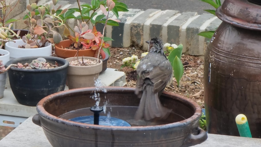 A little bird drinks water and takes a bath