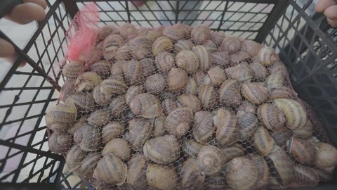 Breeding snails for food. helix aspersa maxima growing for food. Snails in a box are loaded into a car. Delicacy. Snails are grown for export