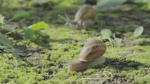 Snails in the grass. Growing snails. Snail in the garden. Snail in natural habitat. Snail farm.