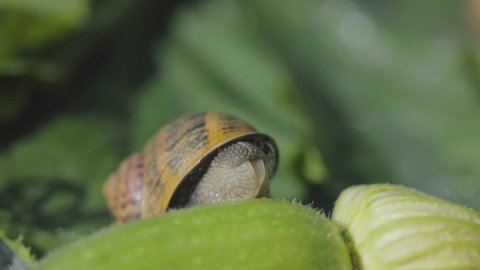Snail in natural habitat. Snail farm. Snail on a vegetable marrow close-up. Snail in the garden.