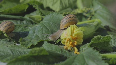 Snail farm. Snail on a vegetable marrow close-up. Snail in the garden. Snail in natural habitat