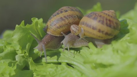 Close-up snail. Snails on the green grass close-up. Snail farm. Helix Aspersa Maxima in vivo