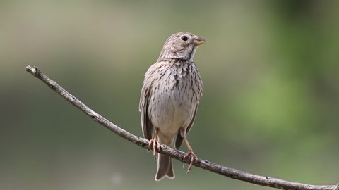 Corn bunting, Emberiza calandra. A bird sits on a branch and sings