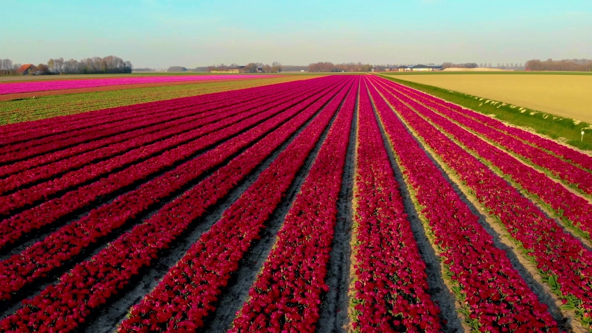 Tulip field in The Netherlands, colorful tulip fields in Flevoland Noordoostpolder Holland, Dutch Spring views in the Netherlands, colorful tulip flowers in Spring Royalty-Free Stock Footage #1091353131