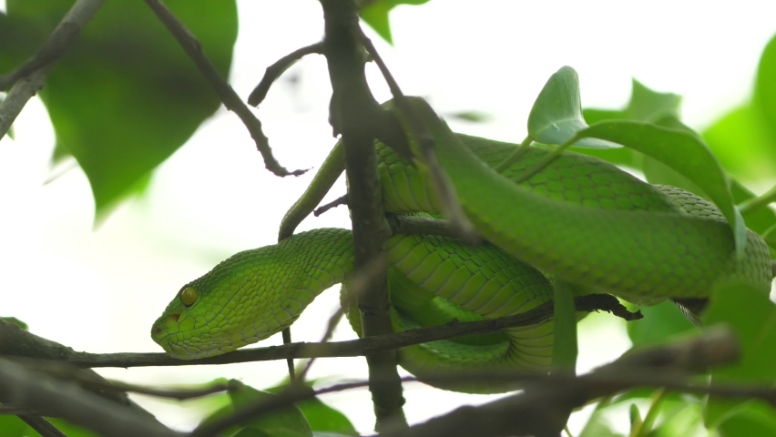 Red Tailed pit viper from sundarban forest 