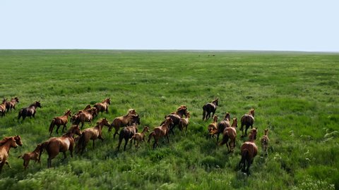 Wild Horses Running, Wild mustangs run on the beautiful green grass, Dust from under the hooves. Herd of horses, mustangs running on steppes aerial view. 4K 10 bit color video