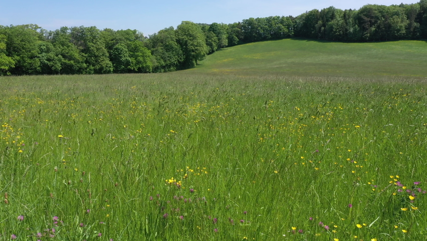Camera mooving towards right with drone at blooming meadow near Seewen in Switzerland