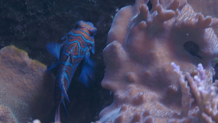 Mandarin fish or Mandarin dragonet (Synchiropus splendidus) is small tropical fish.