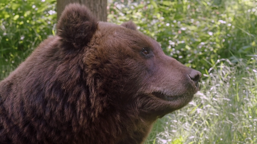 Front view of brown bear. Portrait of Kamchatka bear (Ursus arctos beringianus)