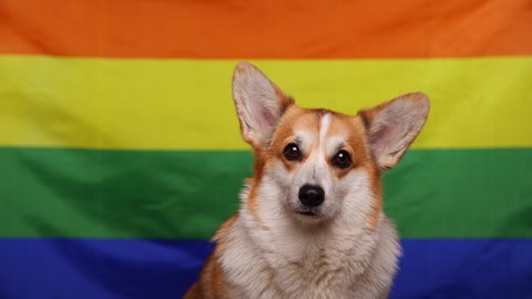 A happy corgi dog smiles sweetly and turns his head in front of a rainbow LGBT flag. Love of animals. The concept of equality, happiness, freedom, love of a same-sex couple.