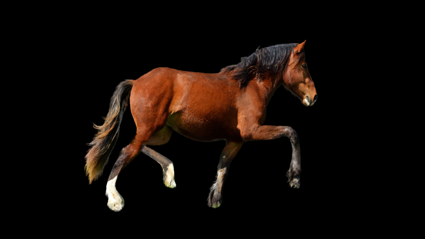 Horse run loop. 3d animation