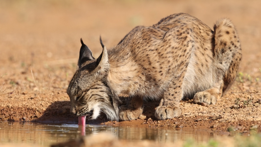 iberian lynx drinking water in freedom Royalty-Free Stock Footage #1091361139