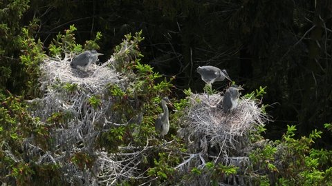 Young Grey heron (Ardea cinerea) poopes in the nest.Estonia.