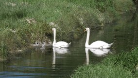Two large swans and several small ones near the river bank. A family of white swans. Beautiful wild birds. Handheld video.