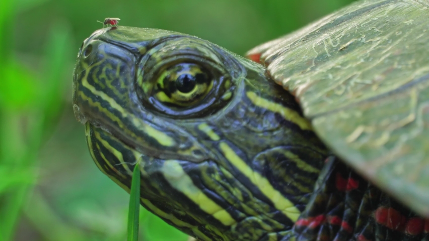 Painted turtle head with mosquito in the nose, macro close up. Turtle hiding in the shadow at the hot day. Most widespread native turtle of North America. Stouffville Conservation in Ontario, Canada.