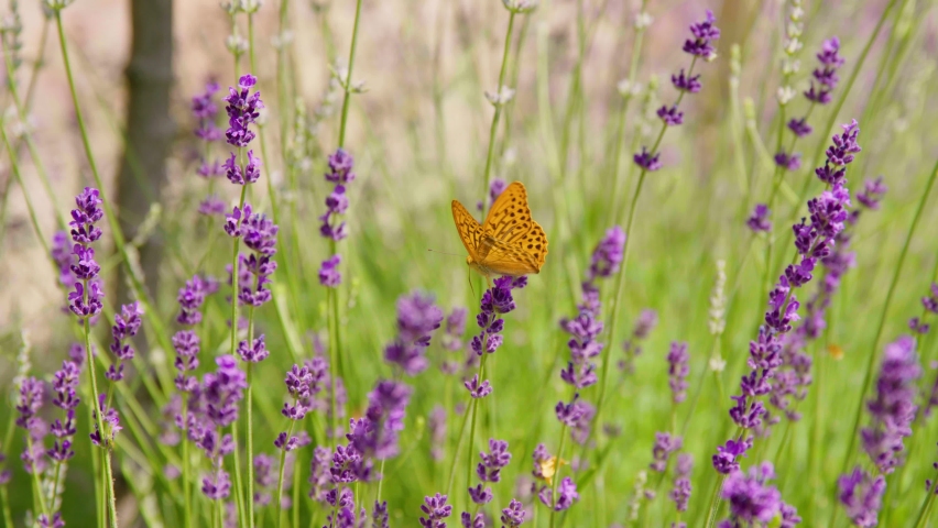 Argynnis paphia, Silver-washed fritillary on the blooming lavender. 4K 50 fps. 