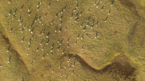 Flock of gull birds on flooded wetland landscape, aerial shot from drone of this beautiful ecosystem near the river Tisa in Vojvodina, Serbia