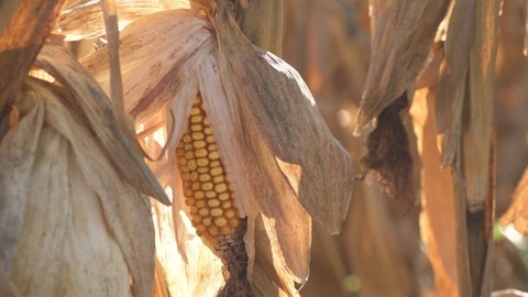 Fusarium corn ear rot damage. most common maize disease, selective focus