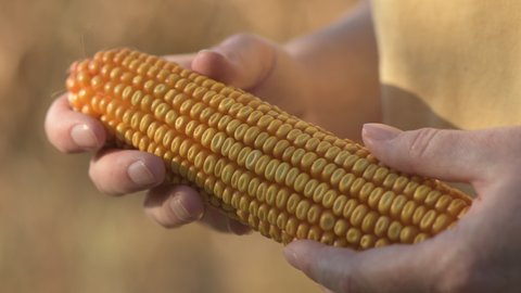 Farmer holding harvested ear of corn in field, closeup of hands selective focus