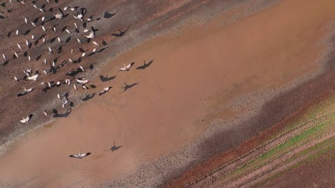 Flock of common crane (Grus grus) birds resting near the pond during springtime migration, aerial shot top down. Herons are apex predators in aquatic ecosystems