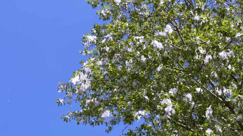 White seed fluff of silver poplar, abele, Populus alba, on the branches of a tall green tree on a sunny day against a blue sky. Dangerous beauty of nature, slow motion