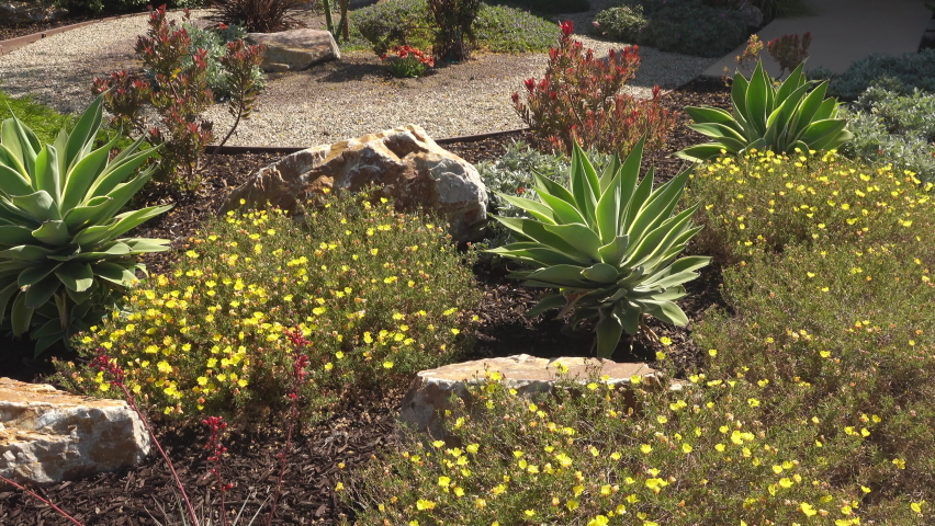 Pan of a beautiful drought tolerant residential landscaping with rocks and blooming yellow flowers Royalty-Free Stock Footage #1091373065