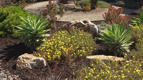 Pan of a beautiful drought tolerant residential landscaping with rocks and blooming yellow flowers