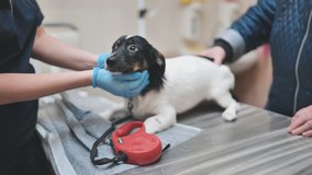 Shy little dog at the veterinarian's appointment. - Powered by Shutterstock - Get 15% off with code: PIKWIZARD15