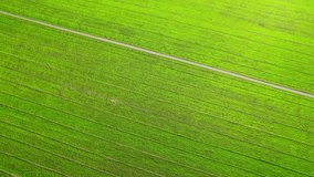 The sapling of the green rice plant. Video of fresh spring rice field green background. green nature background. Nonthaburi, Thailand. 4K drone.

