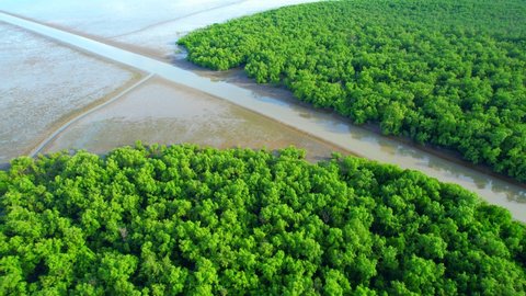 Aerial view from a drone flying over a mangrove forest at low tide. mangrove forest at Khlong Khon, Samut Songkhram, Thailand. Drone Footage
